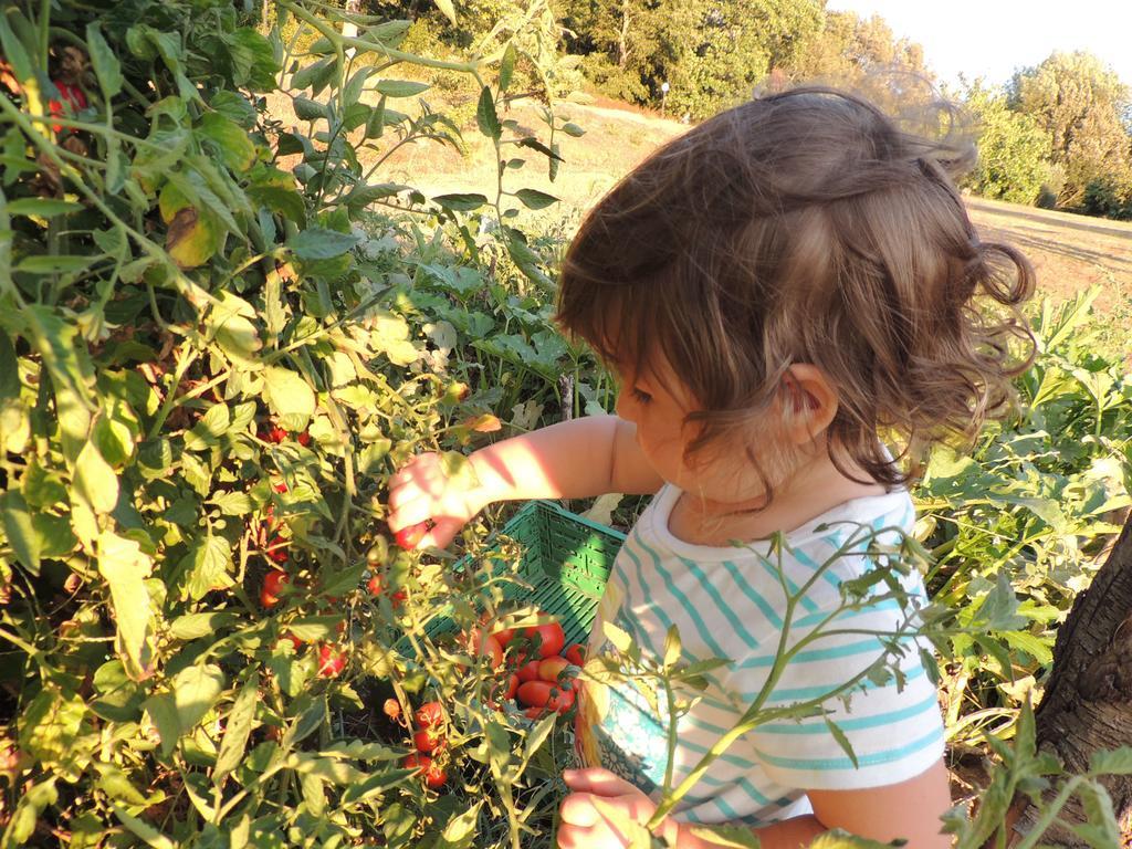 Podere Borgognano Farm stay Massa Marittima